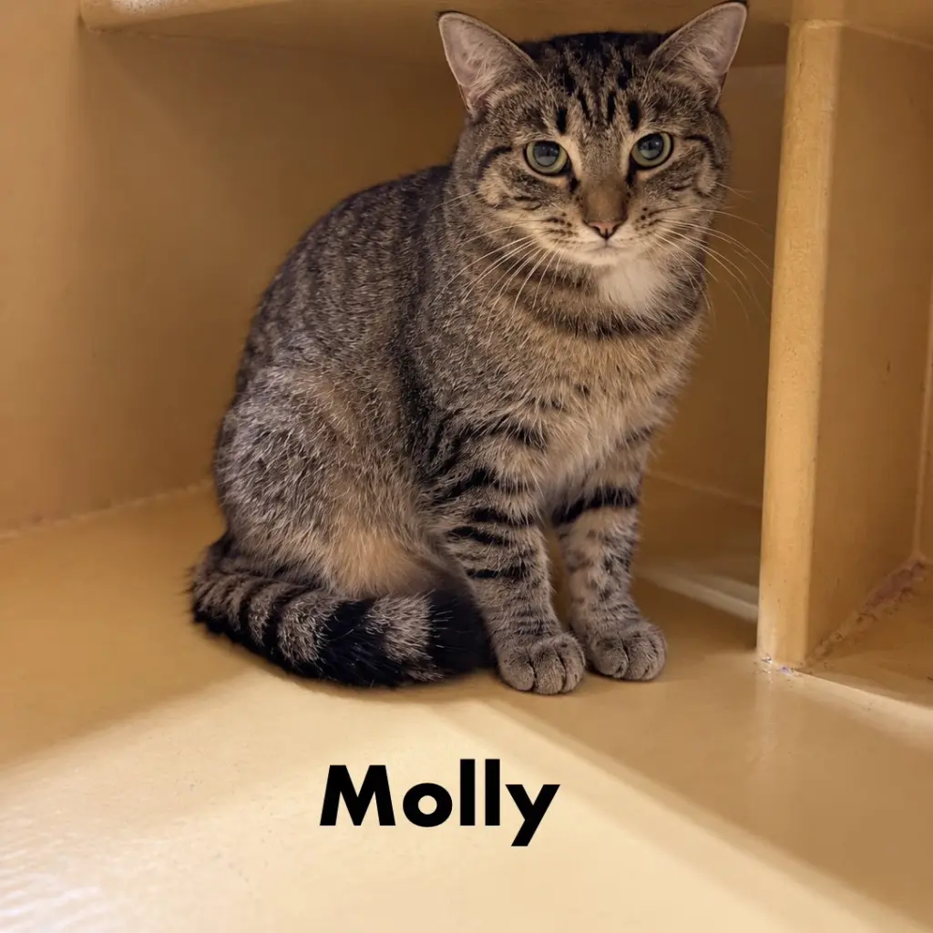 Molly