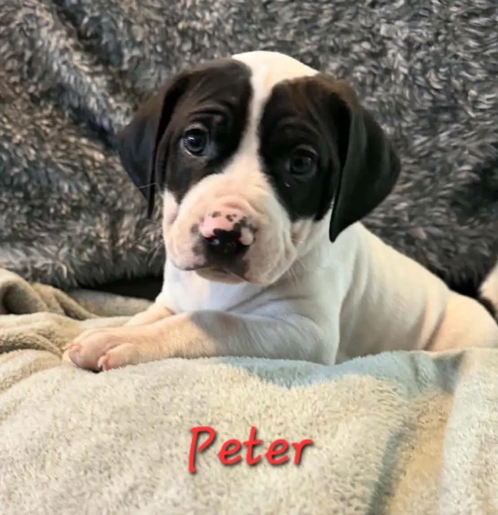 Peter