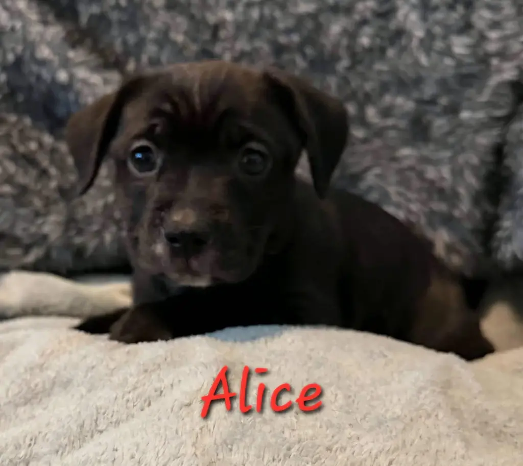 Alice
