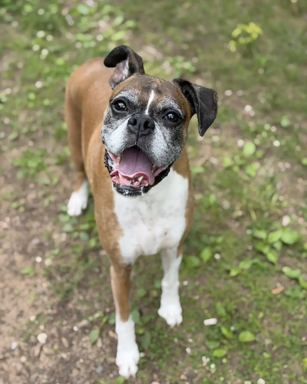 Reggie *Needs Foster*