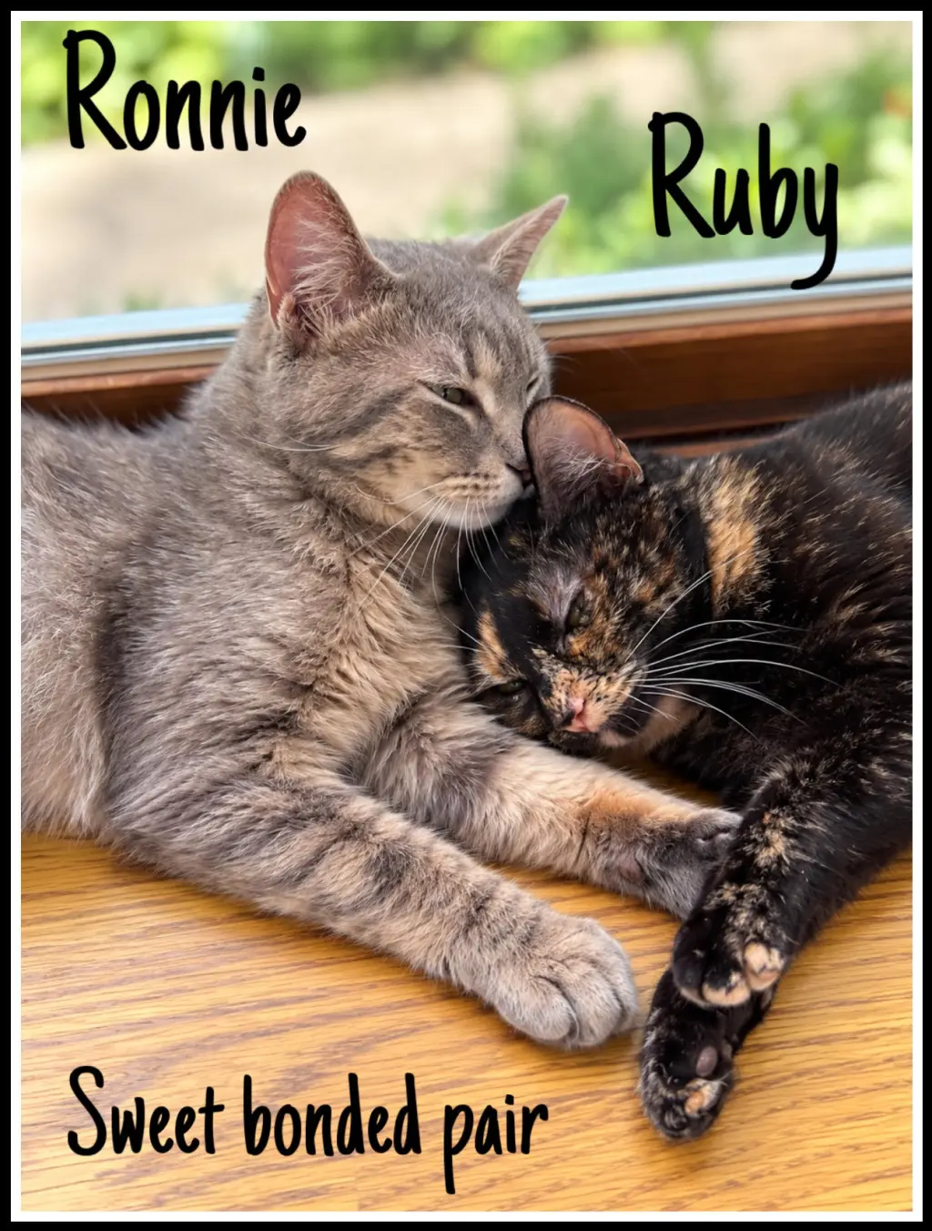 Ronnie & Ruby (Fcid#08/19/2026 - 108)
