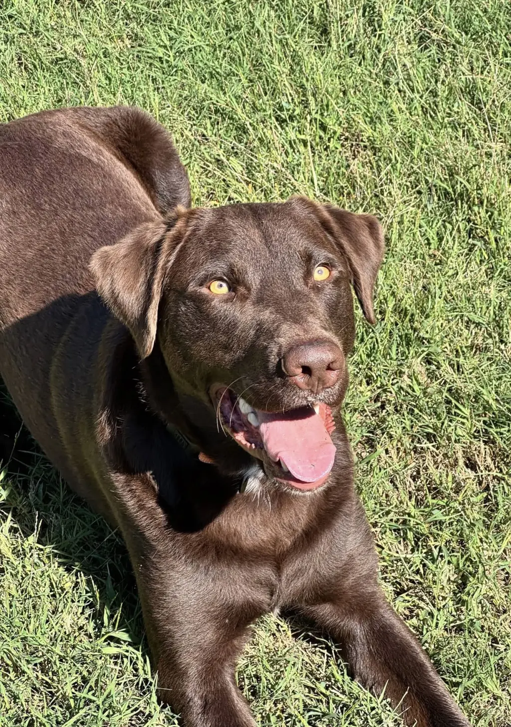 Apollo