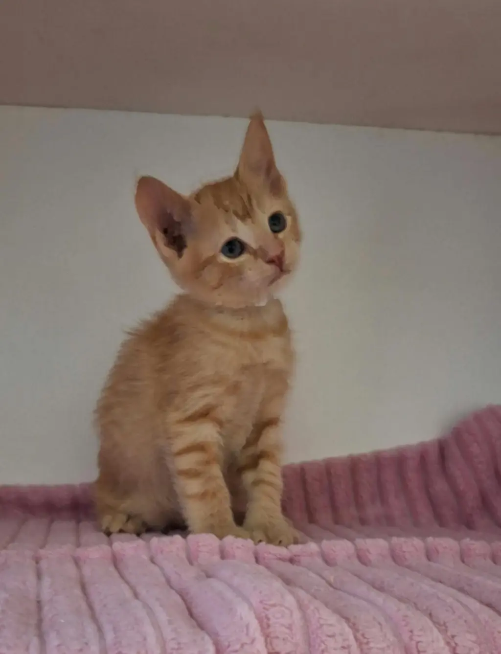 Toffee