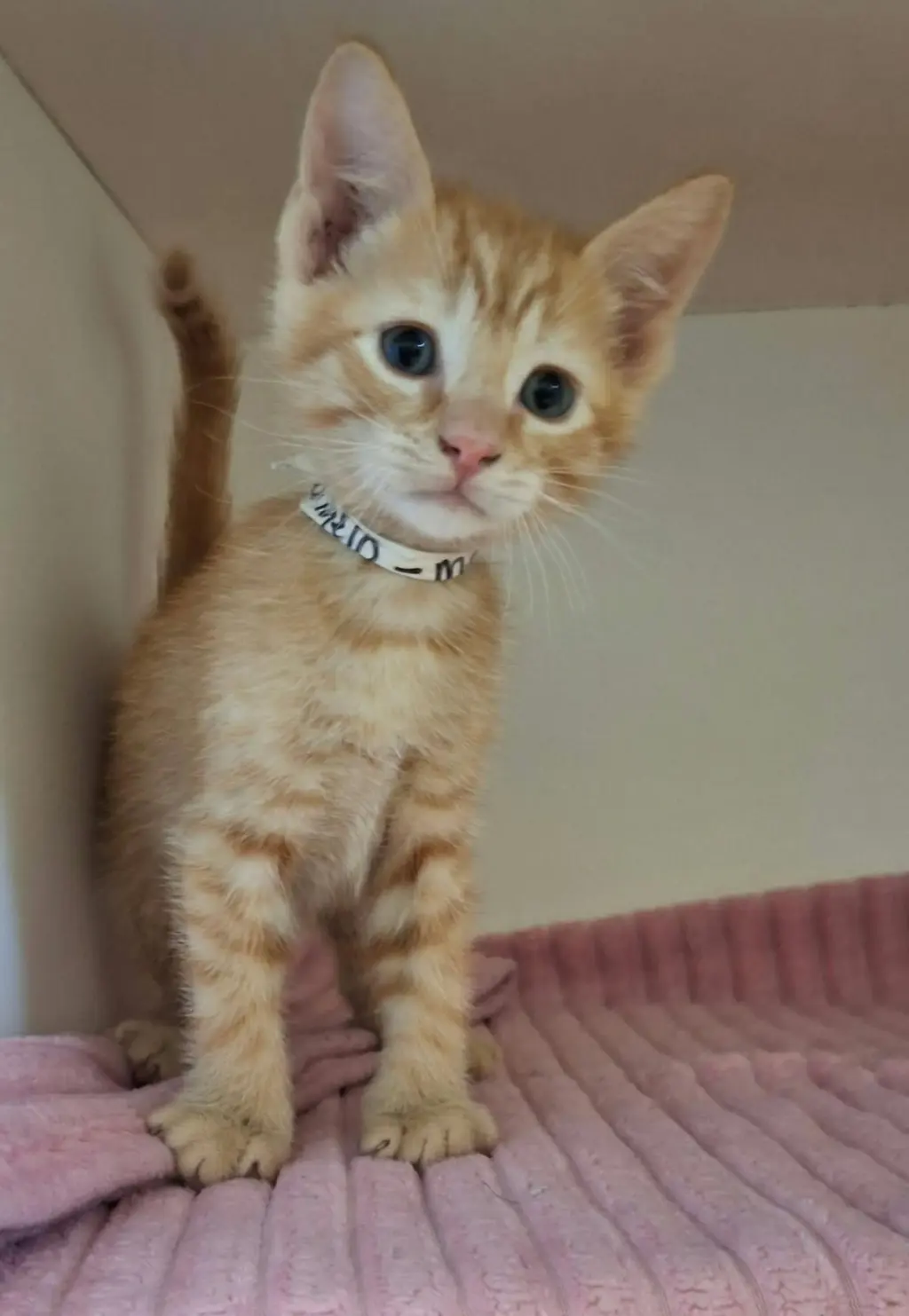 Tangelo
