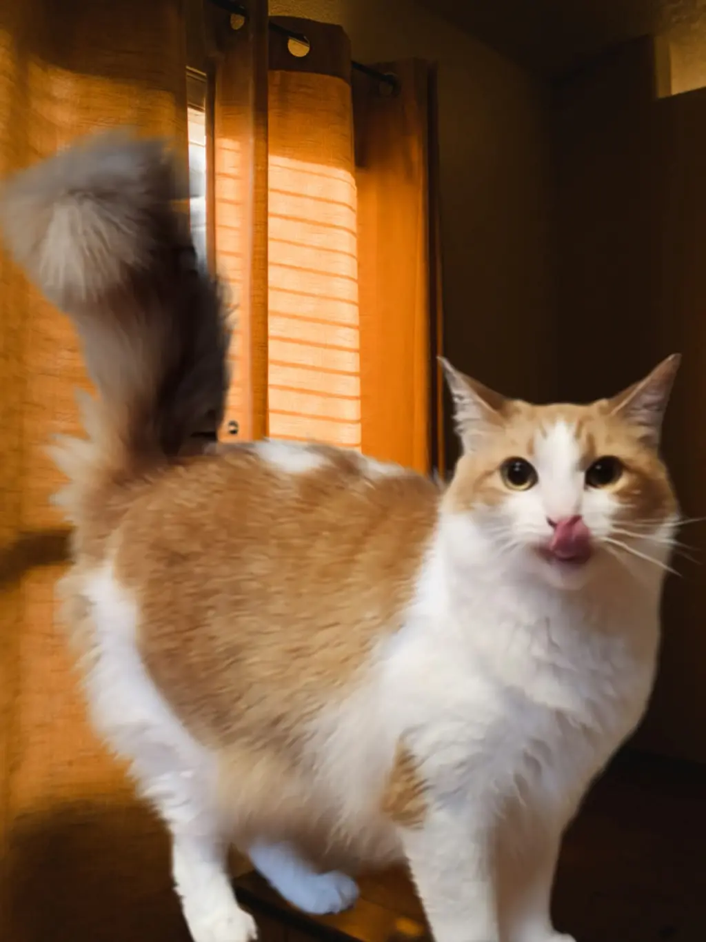 Buttercup