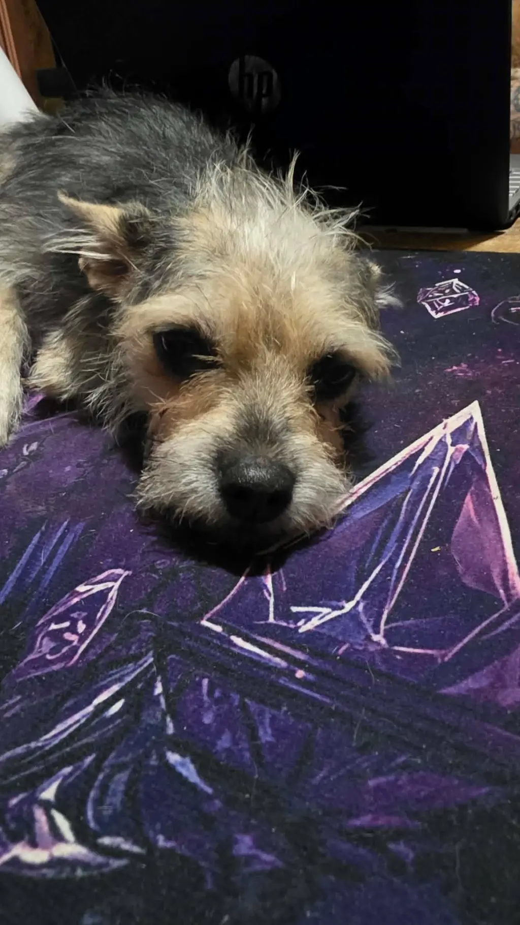 Dorothy- Scruffy yorki mix