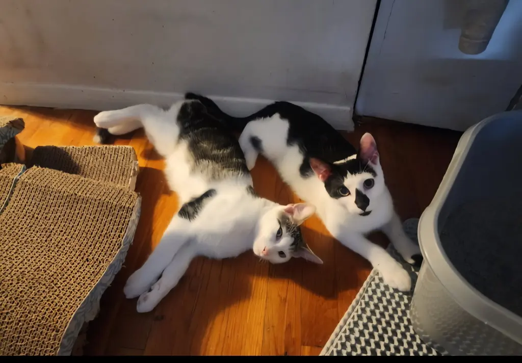 Chaplin and Charlie