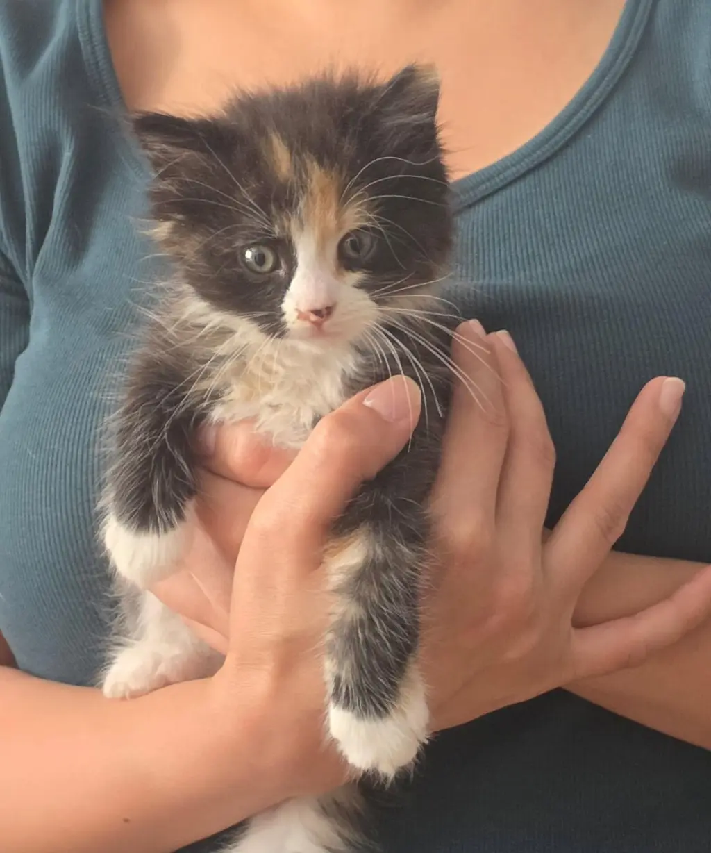 Hazel