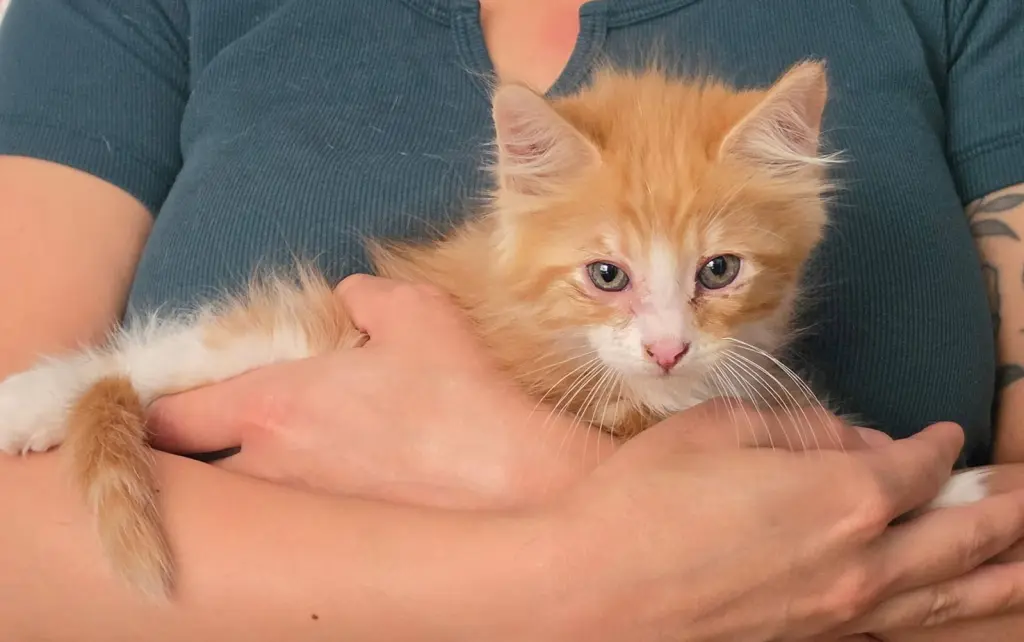 Cedar