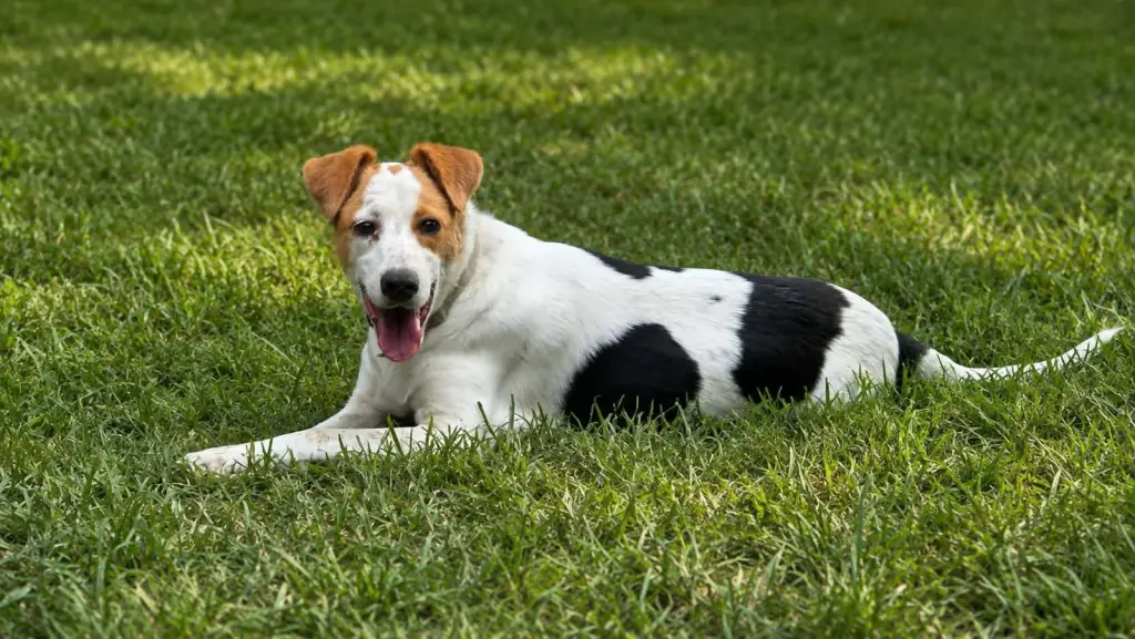 Benji-playful boy