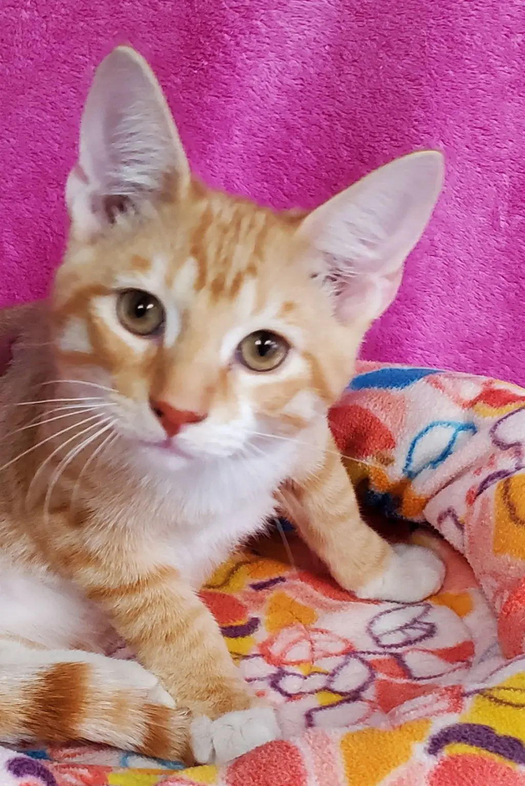 Archie