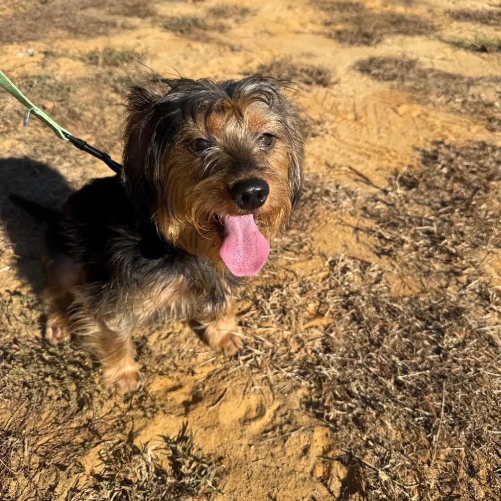 Sampson- ball of fun