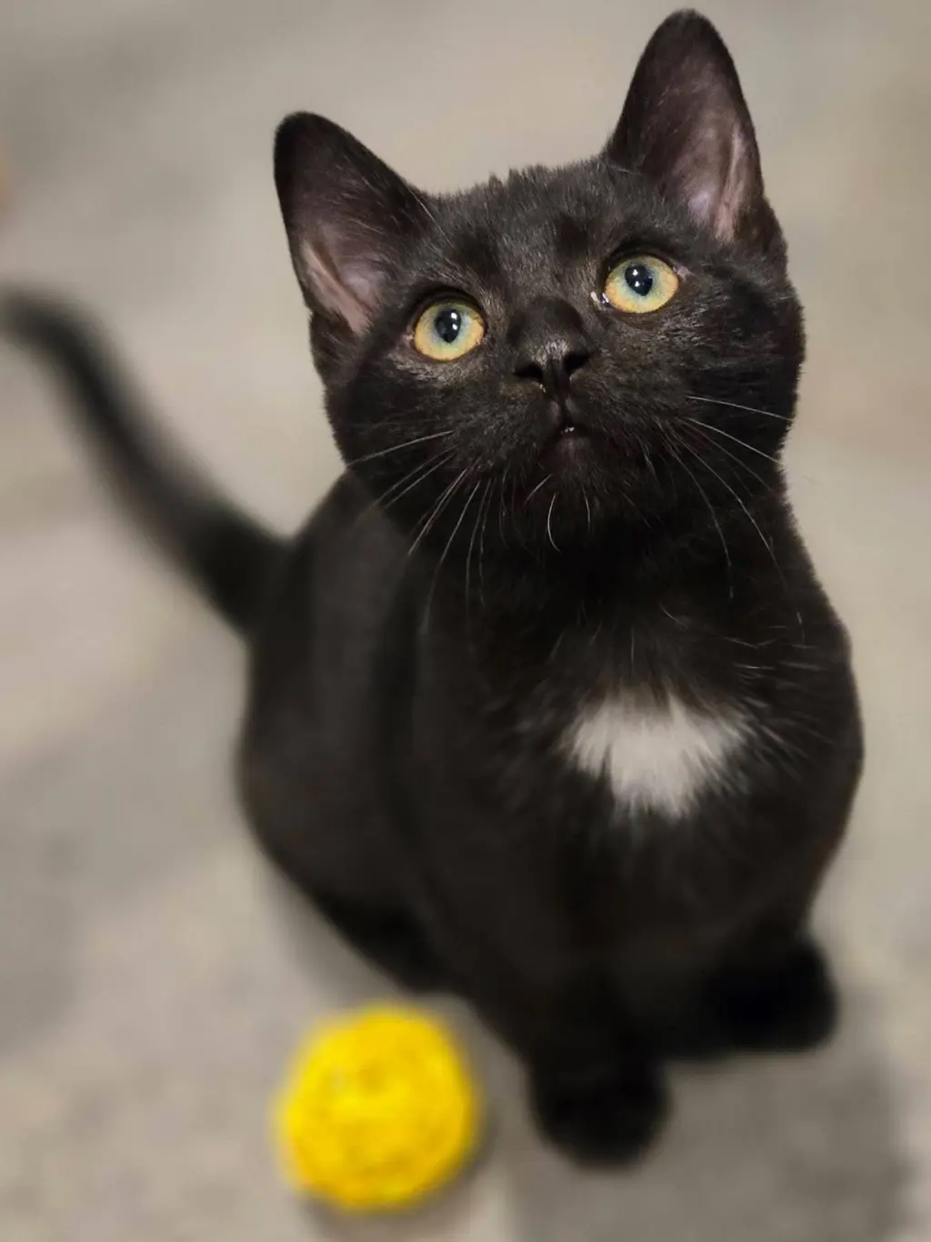 Black Bean
