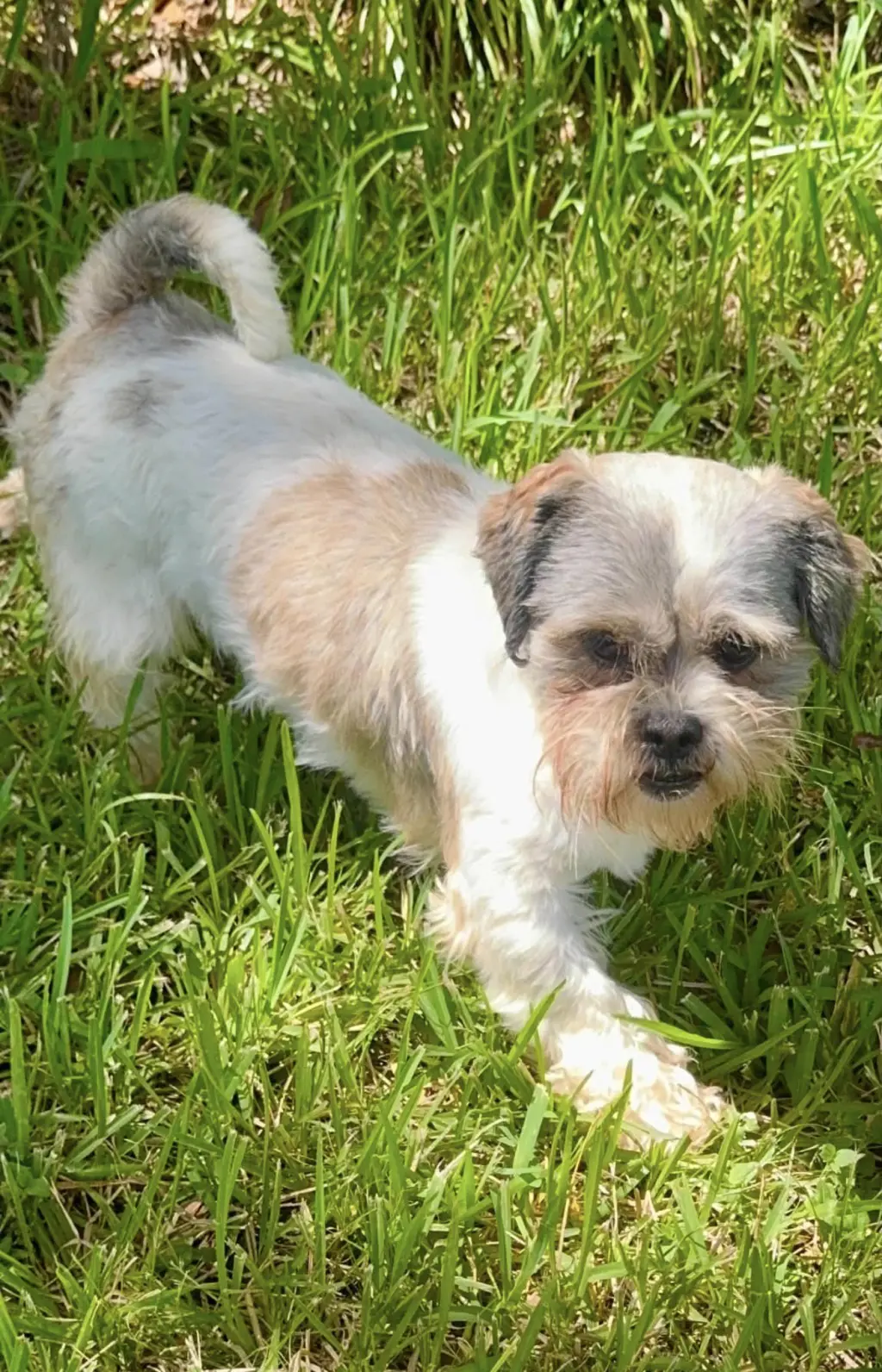Copper- Sweet Shih Tzu