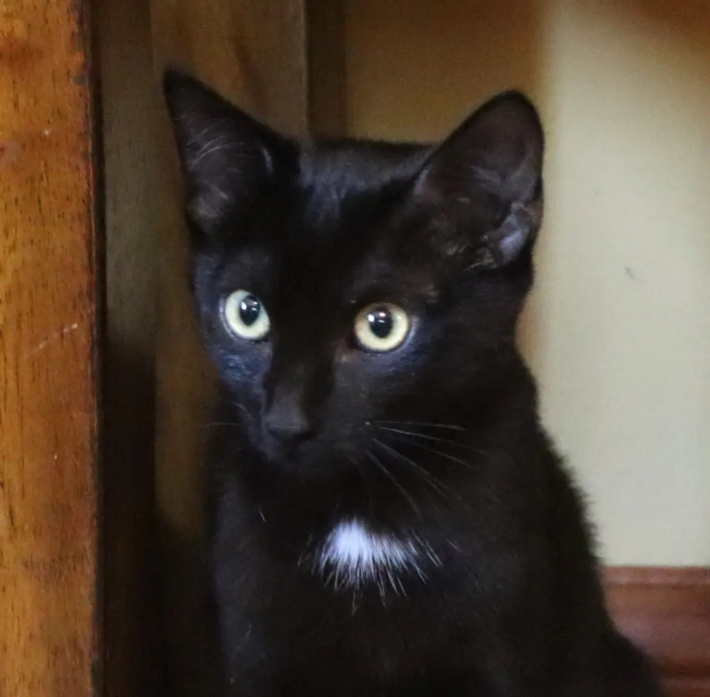 Maya
