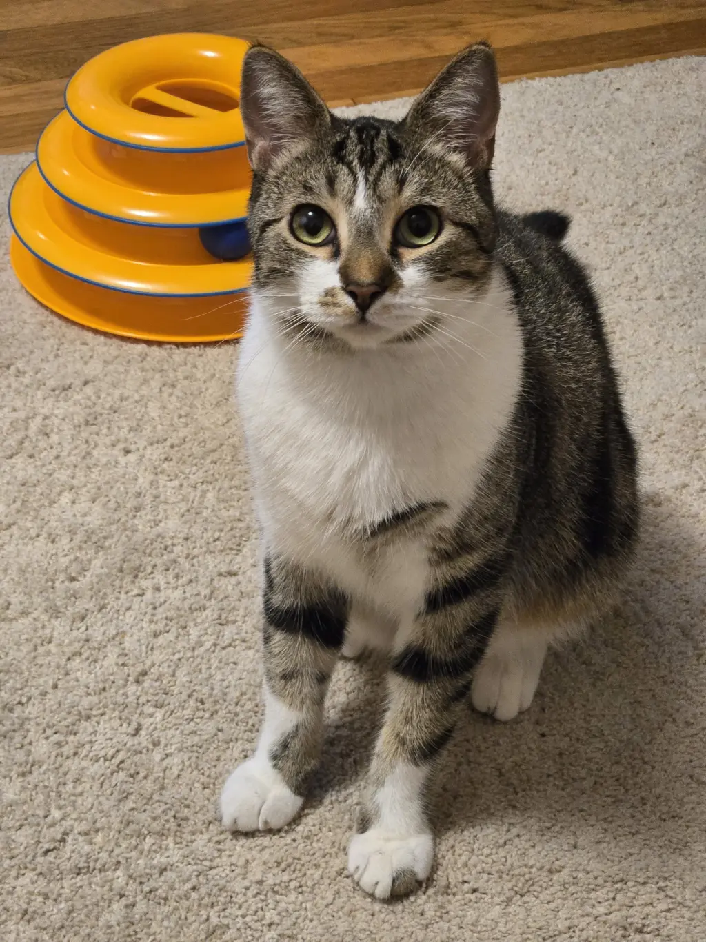 JOURNEY #20406 - Offered by Owner - Young Male