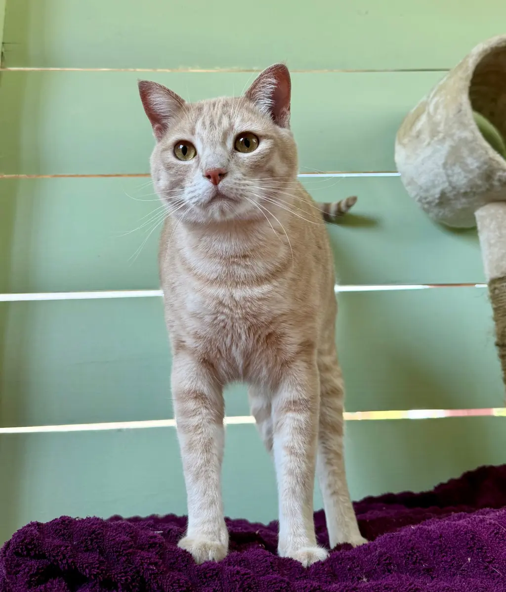 CHOWDER #20405 - Cats in the City