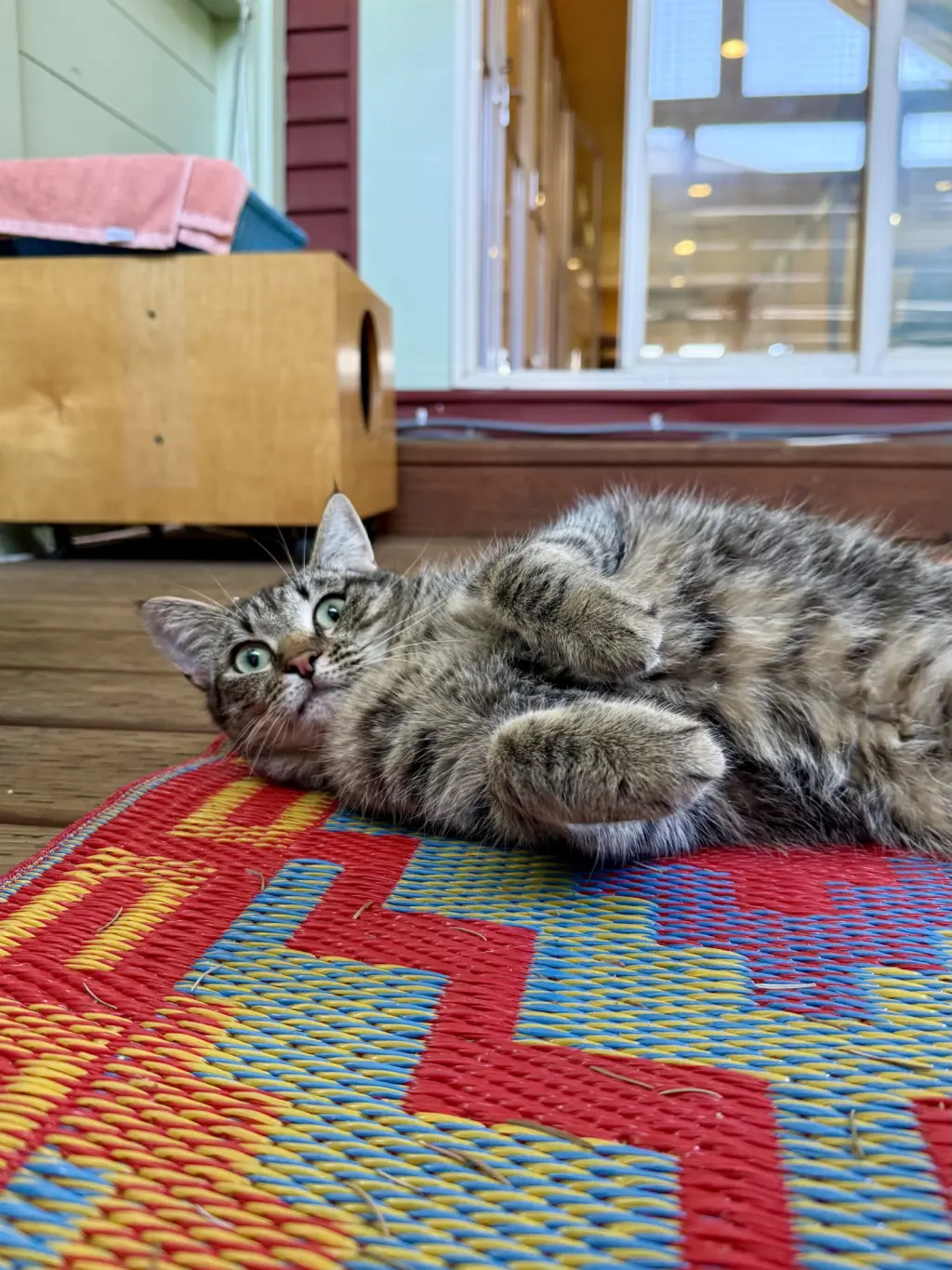 SASHA #20404- Cats in the City