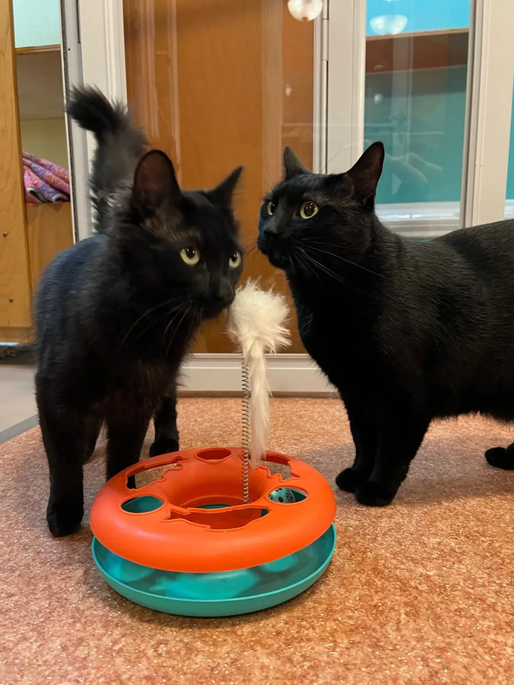 JELLY & MUFFIN - Cat's in the City - Bonded pair