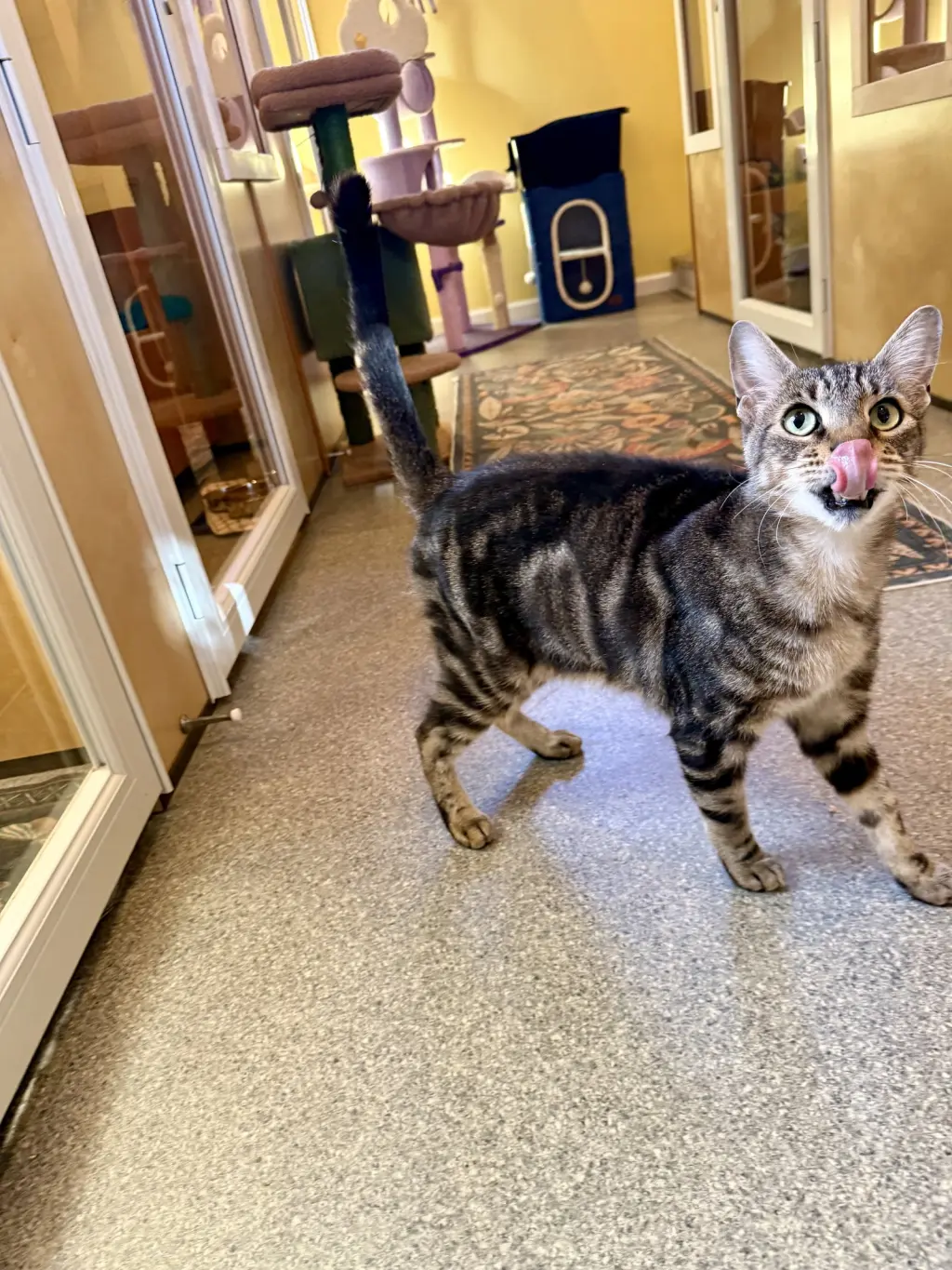 Samson #10402 - Cat's in the City