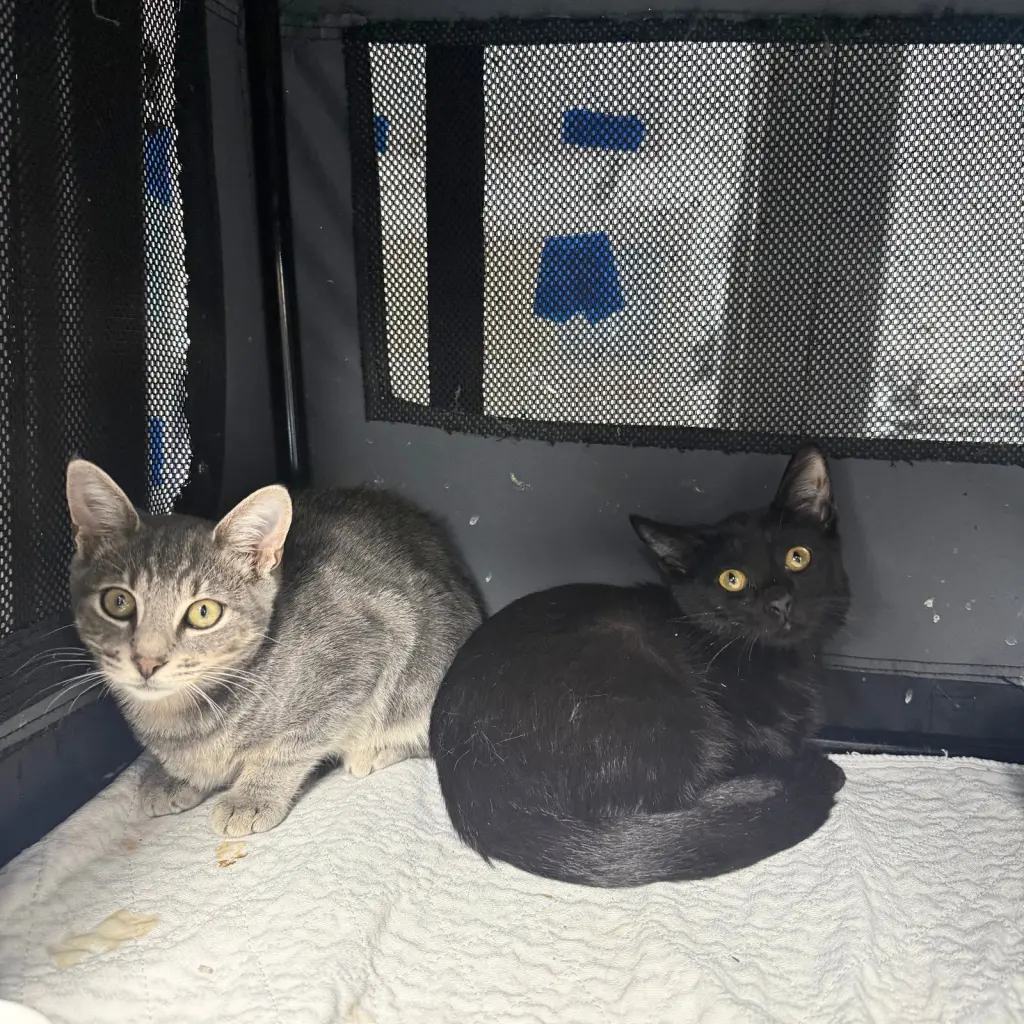 Bric a Brac & Knick Knack