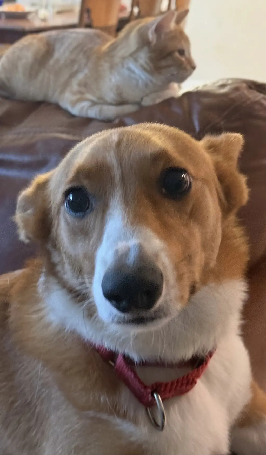 Loki Corgi