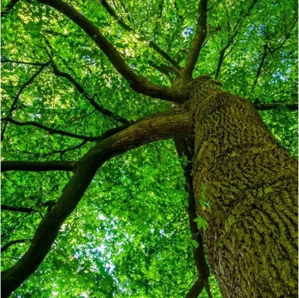 Professional Tree Care