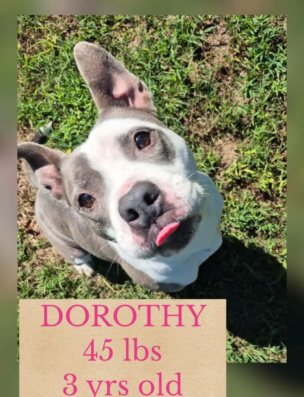 DOROTHY