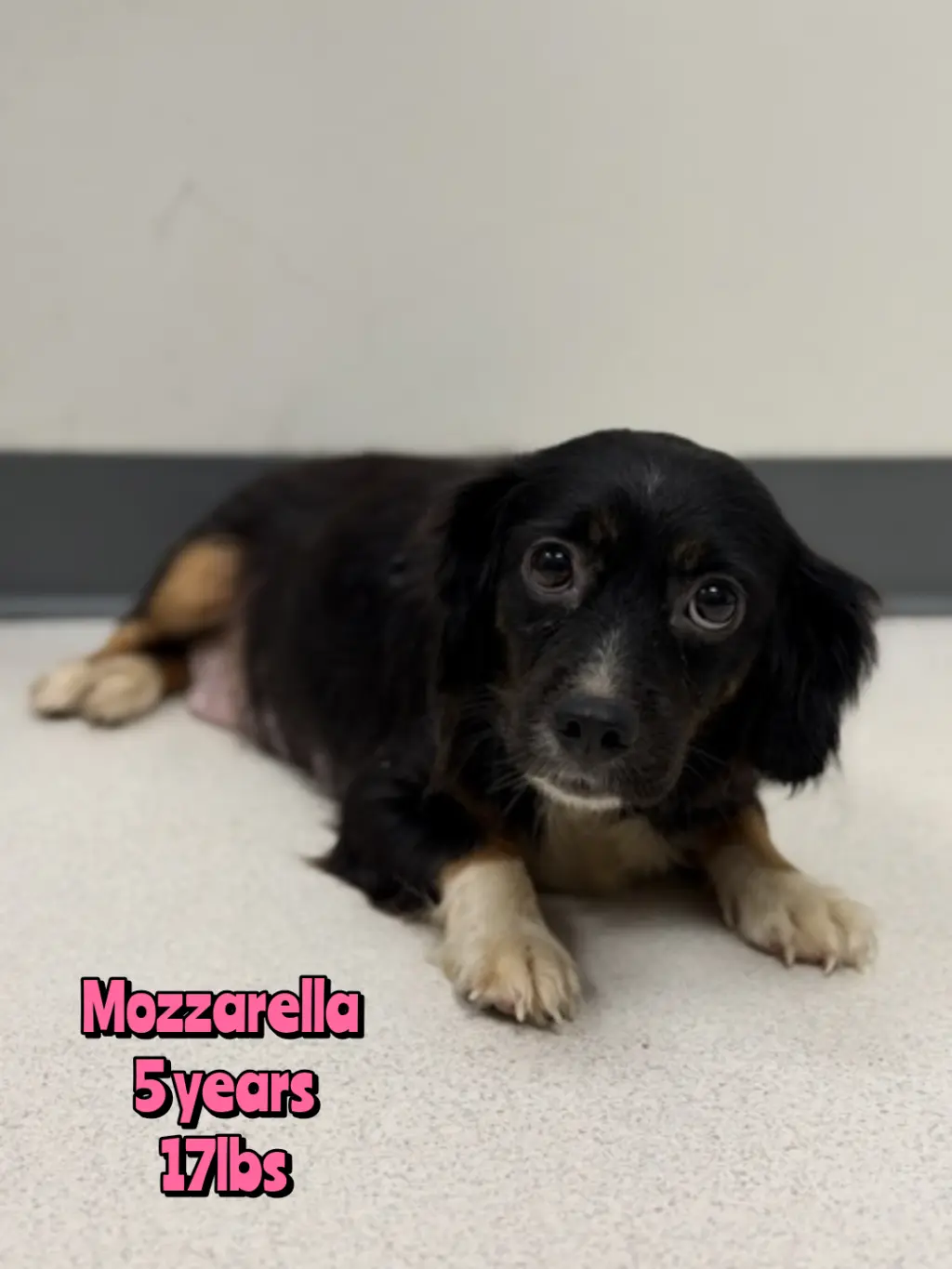 MOZZARELLA