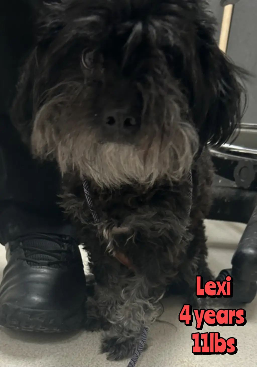 LEXI