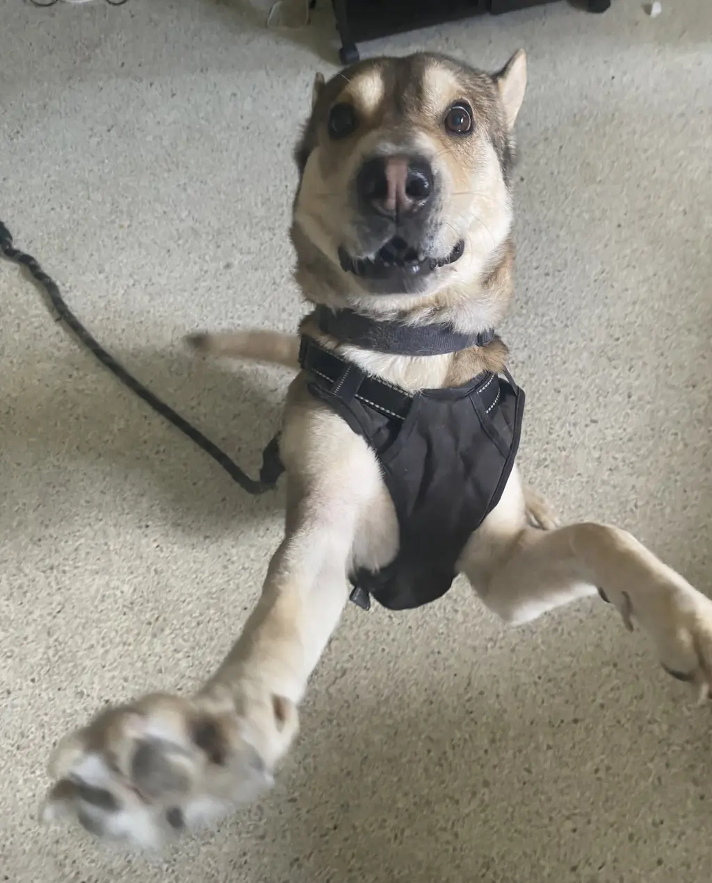 Roo