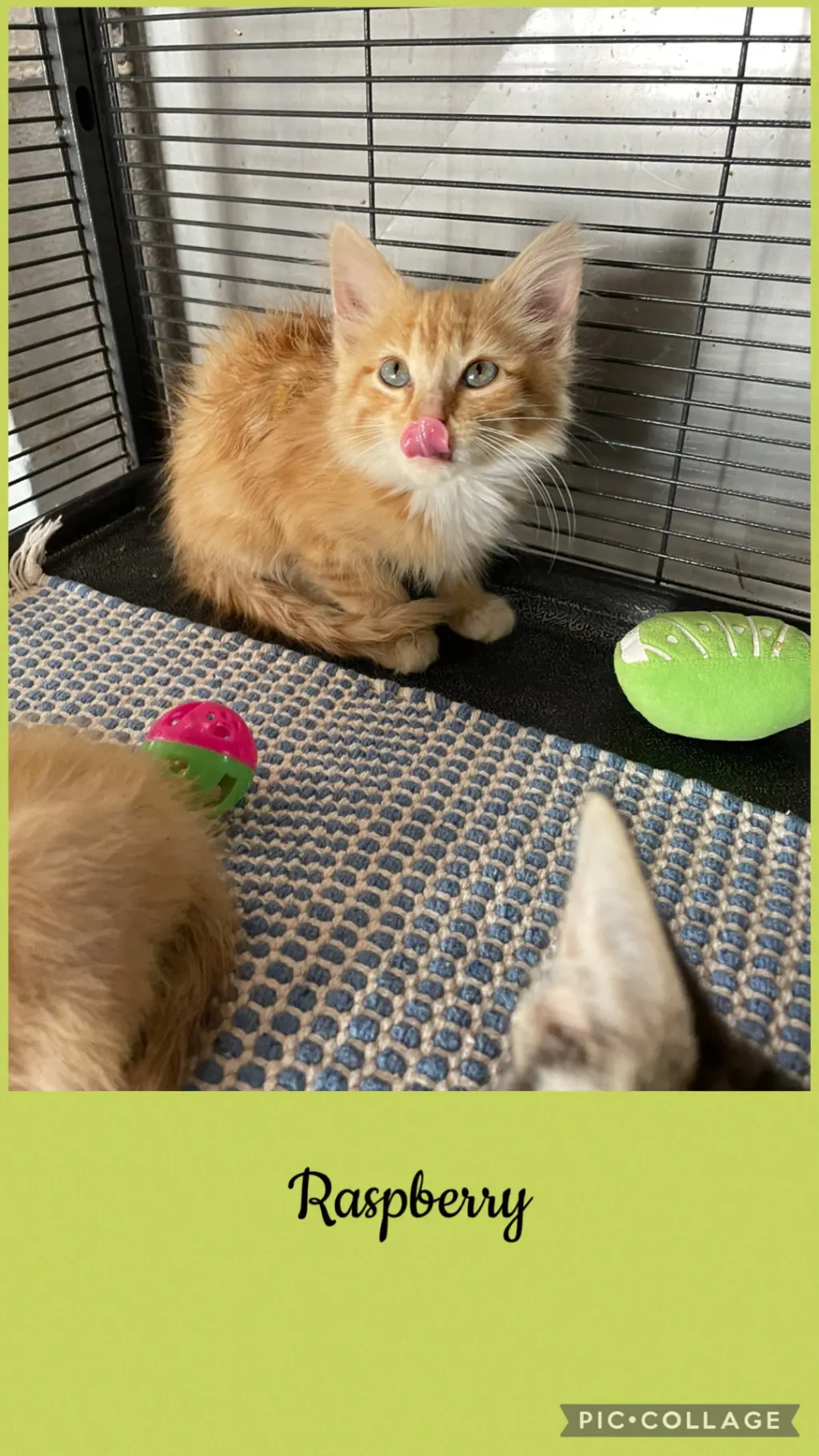 Berry litter- Raspberry