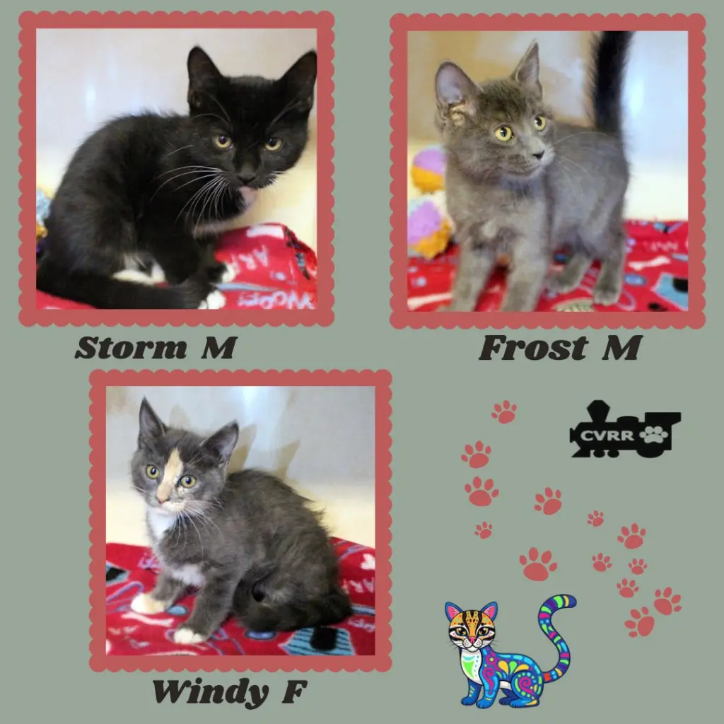 Weather Kittens