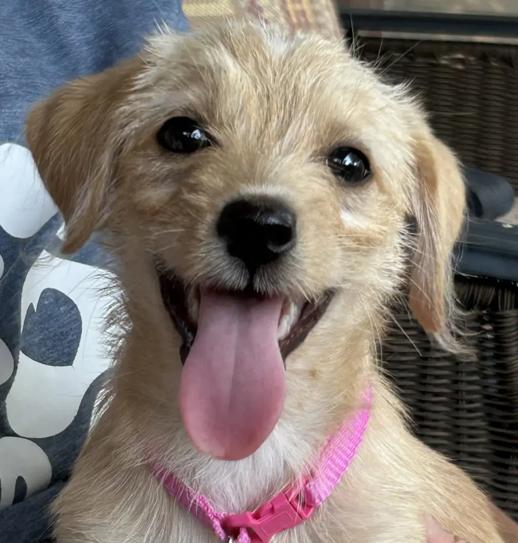 Bonnie - "B" Litter