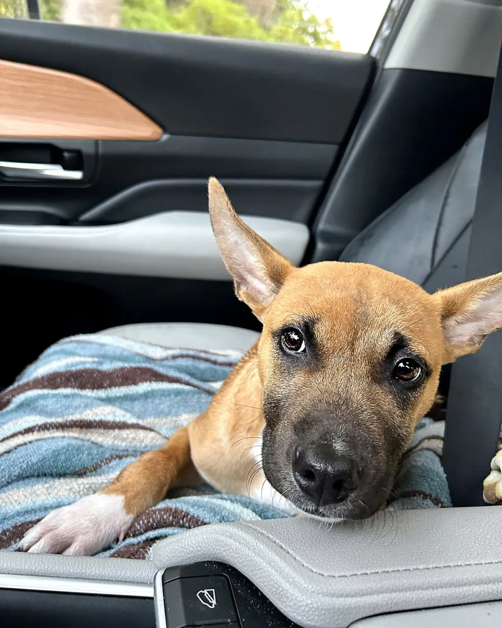 Gus