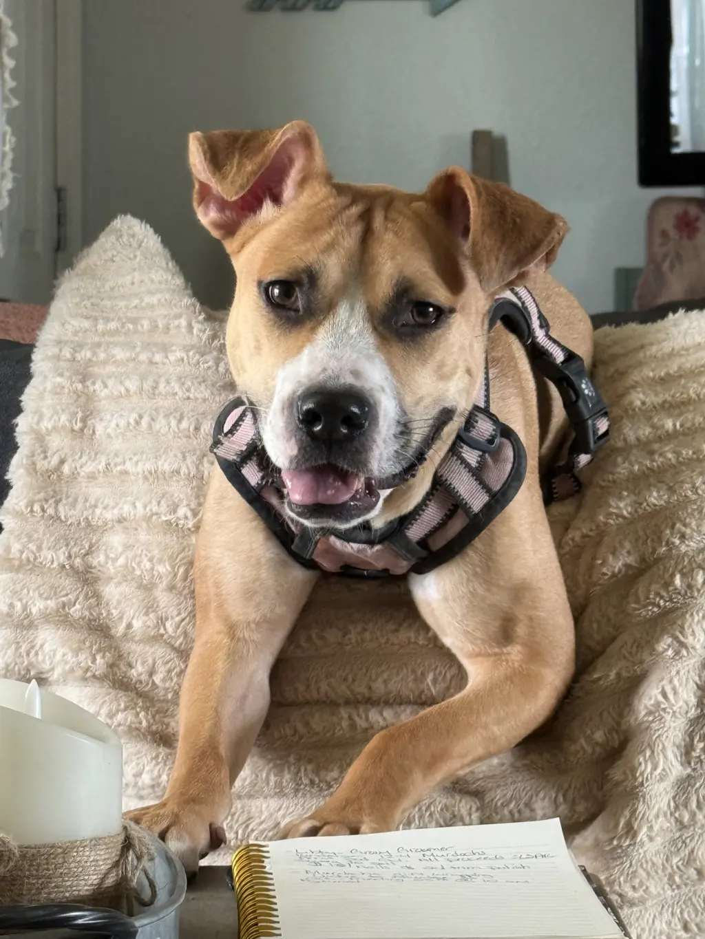 Nova