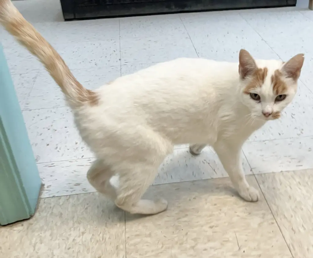 Gustav