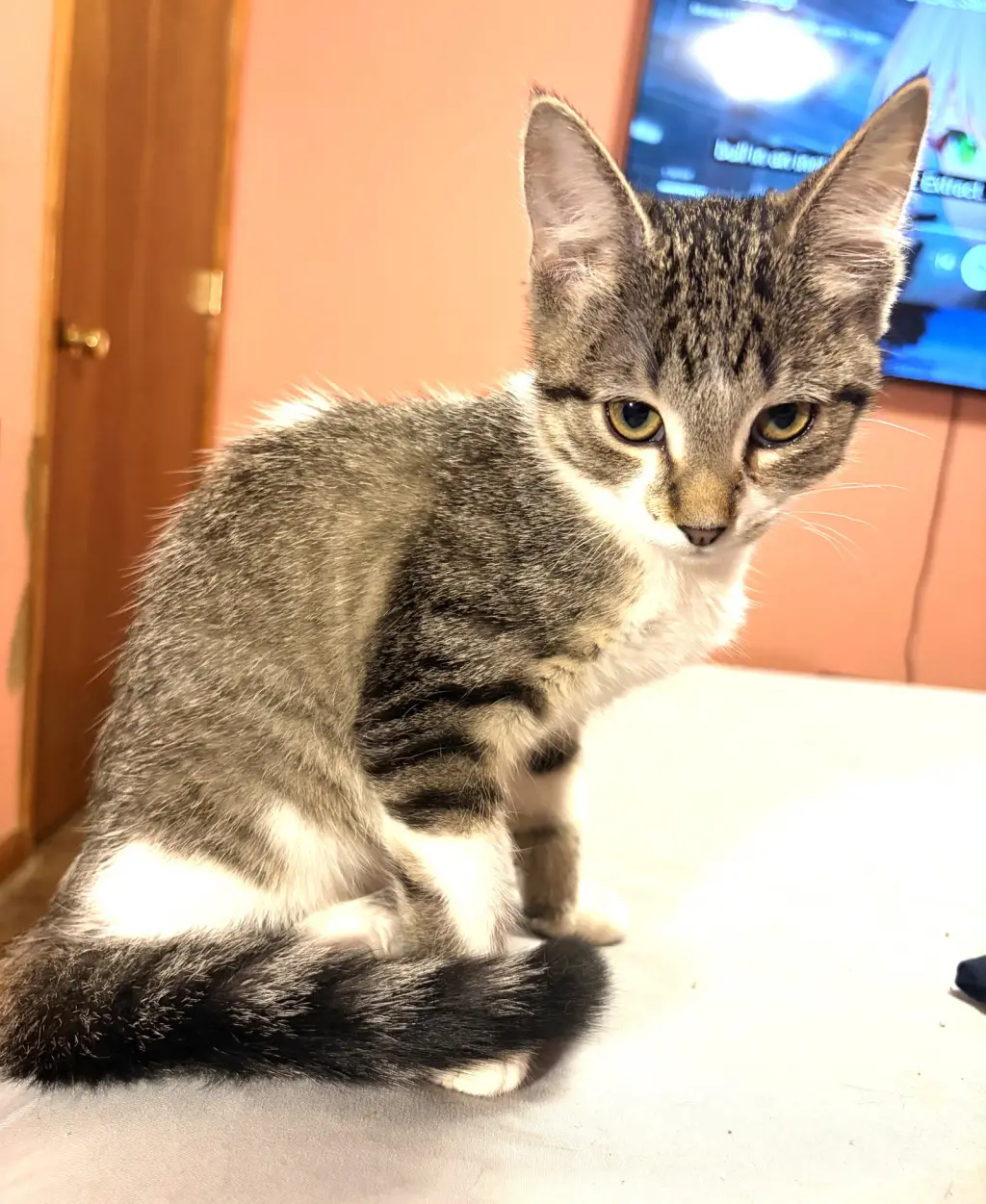 KITTEN BEAUTIFUL BONNIE