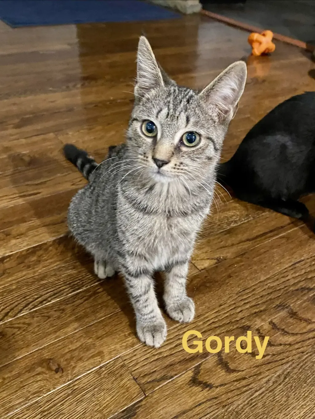 Gordo, Willow Grove Area, (FCID 08/26/2026-110)