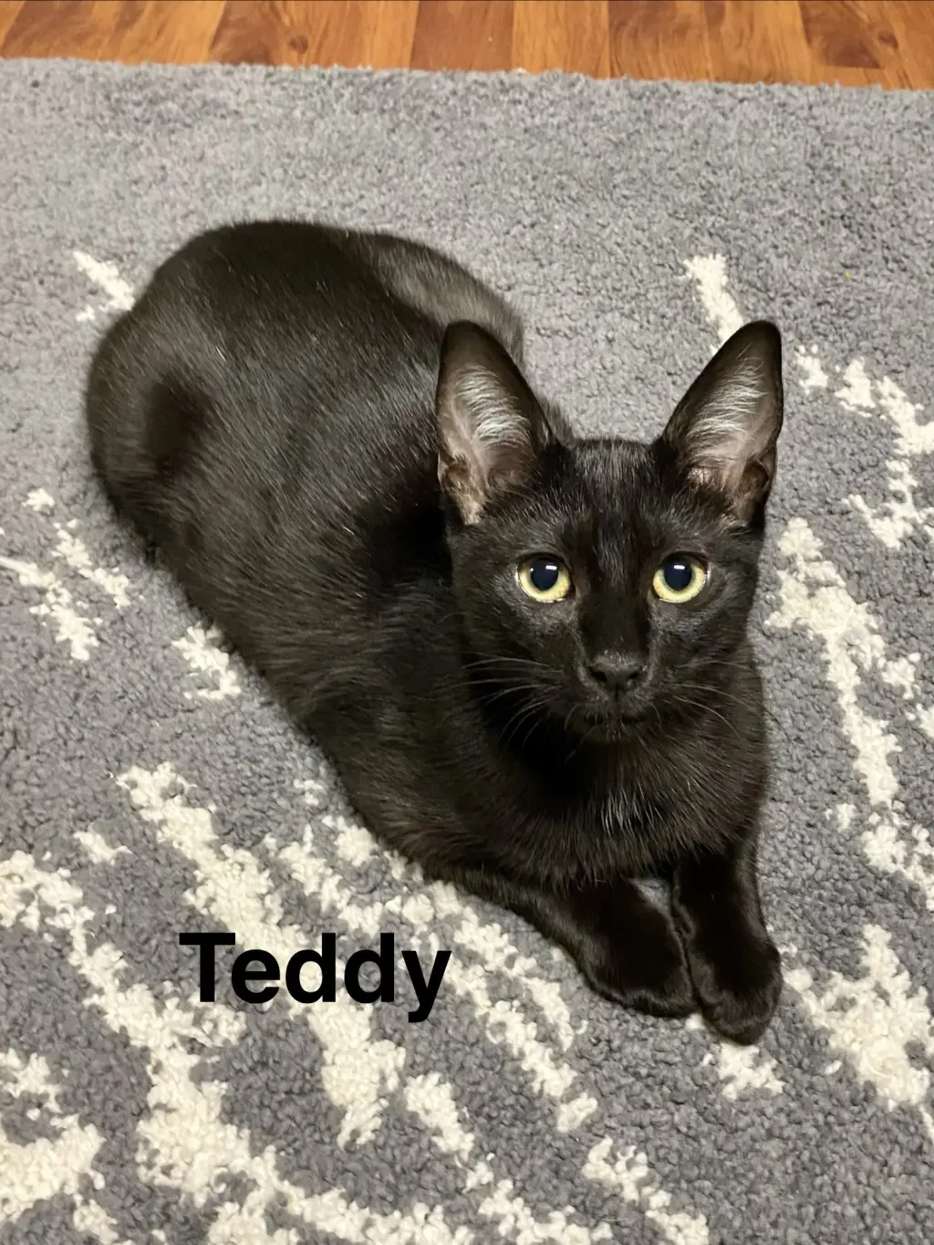 Teddy, Willow Grove Area, (FCID 08/26/2026-112)