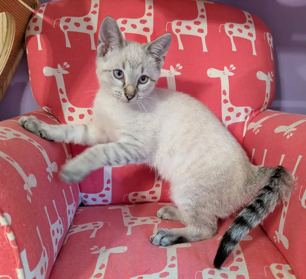 KITTEN EDWARD