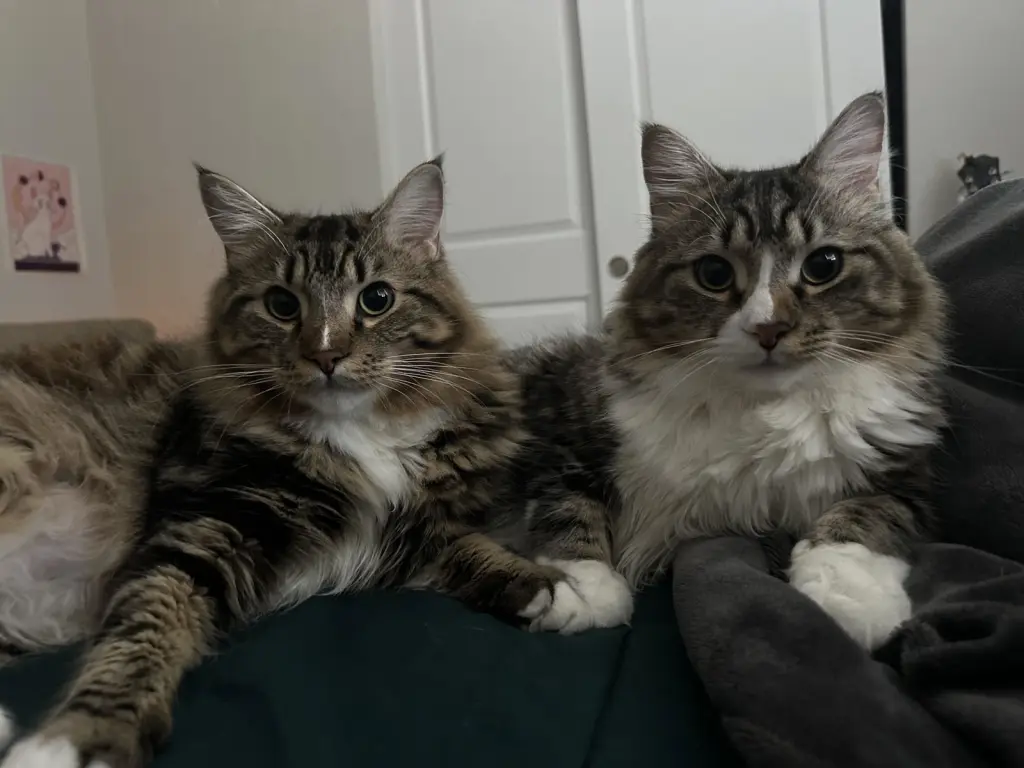 Tota & Amba