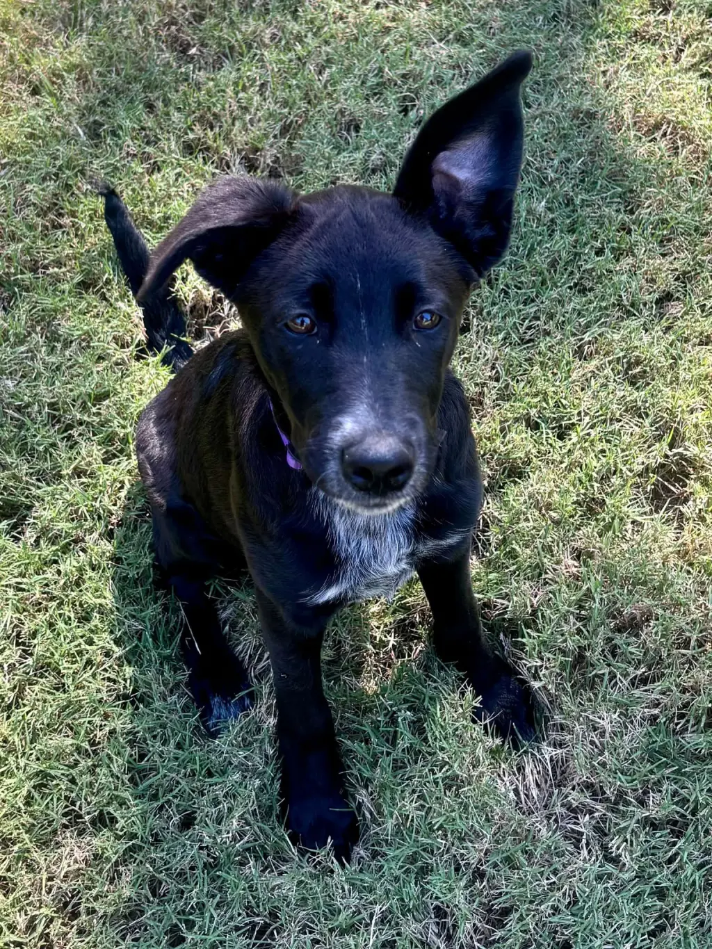 Lulu