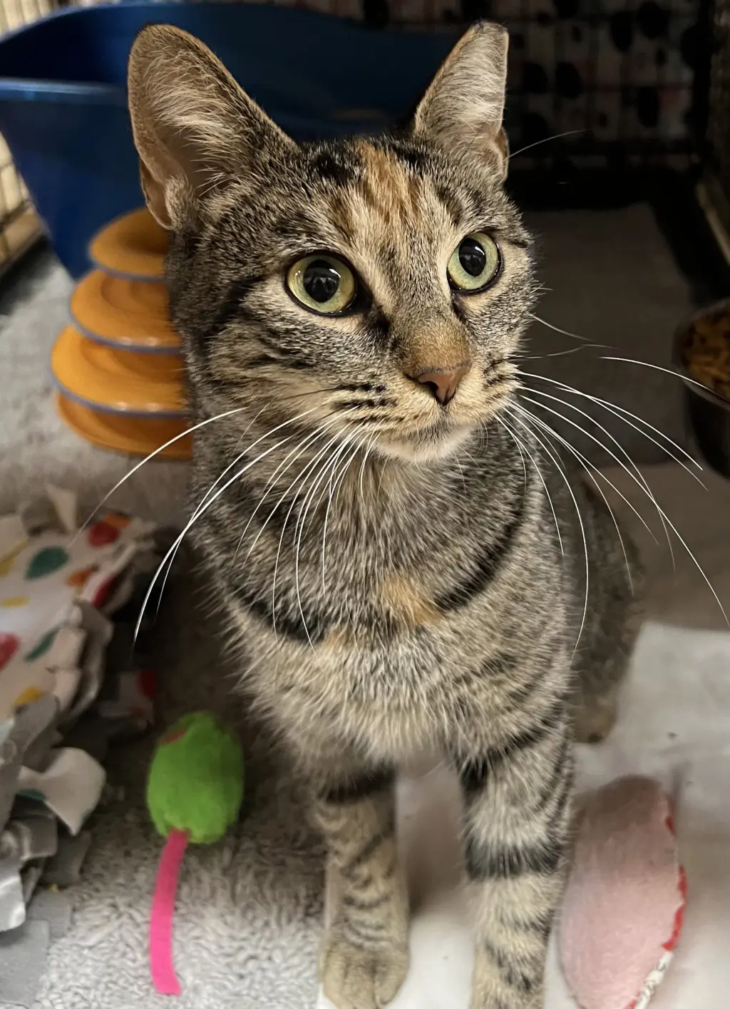 Ari