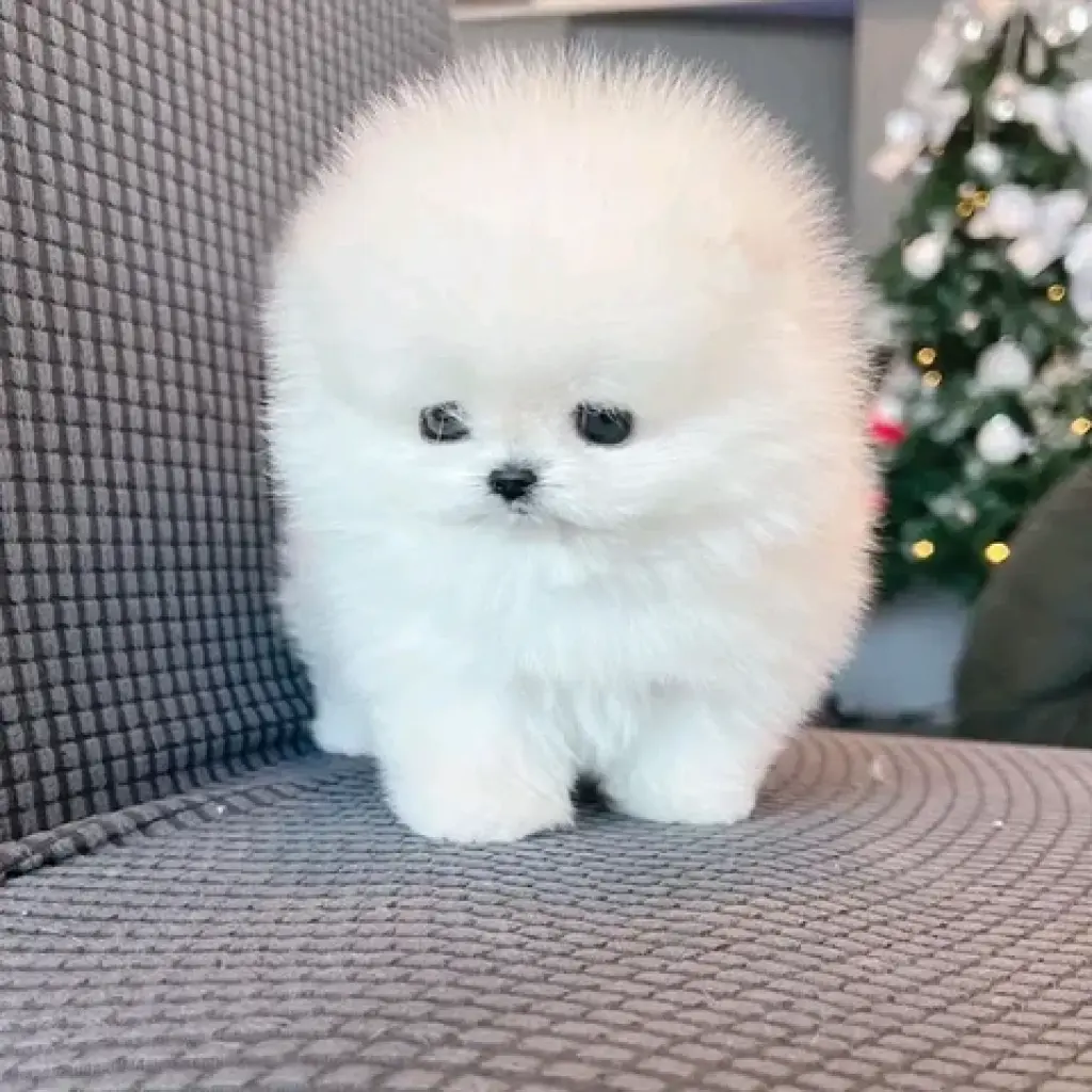 French bulldog and Pomeranian