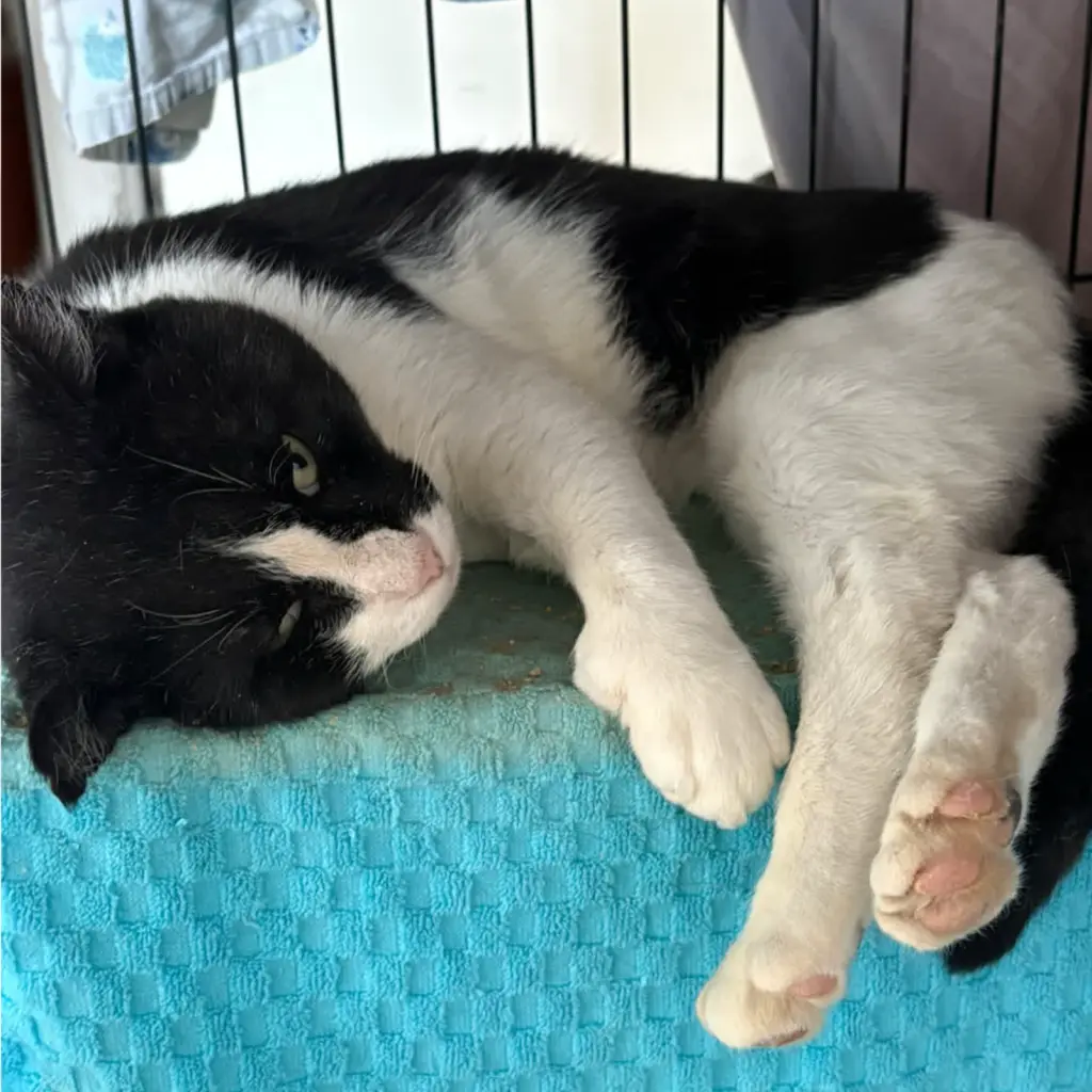 Six Toes
