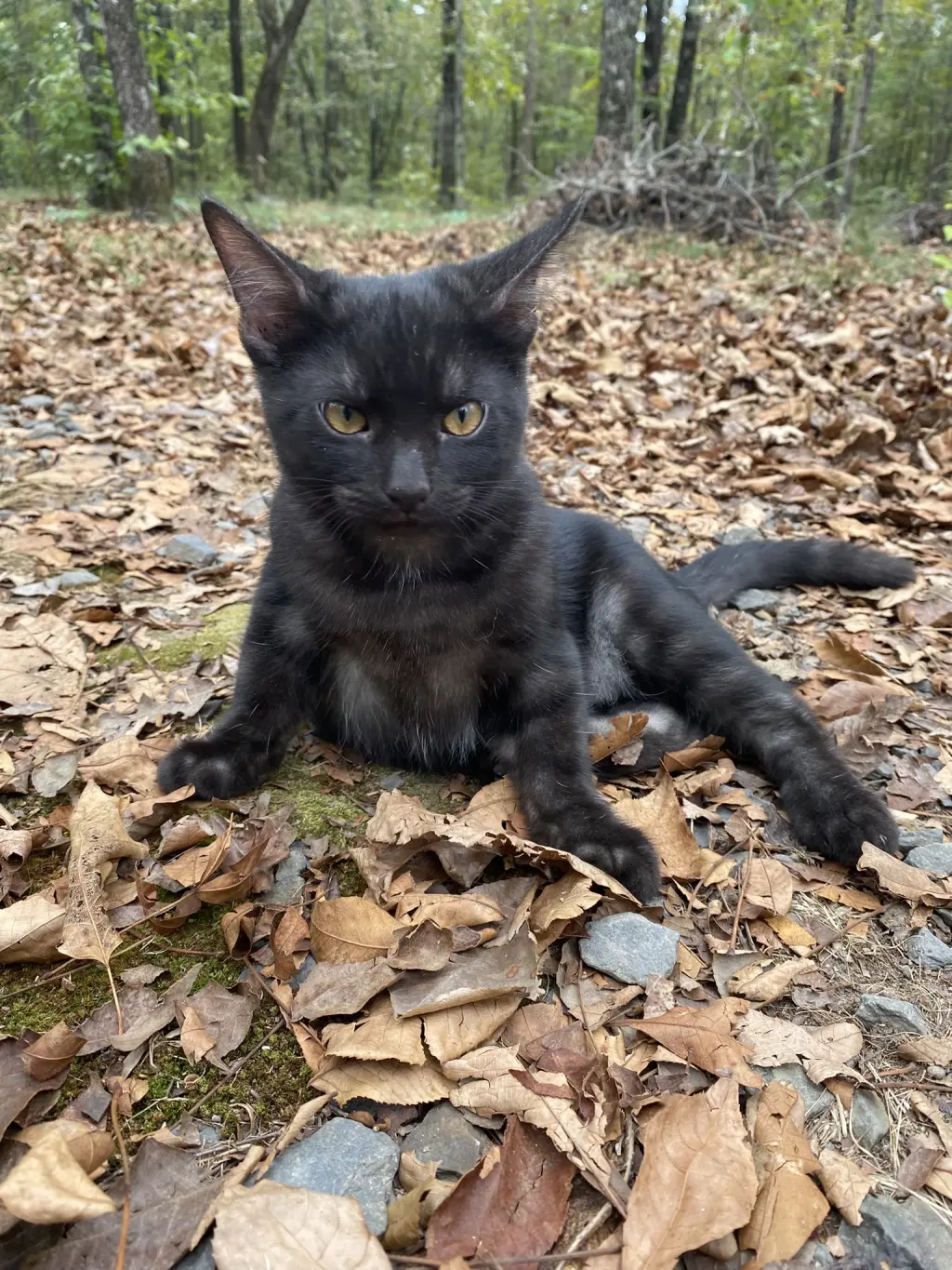 Seymour