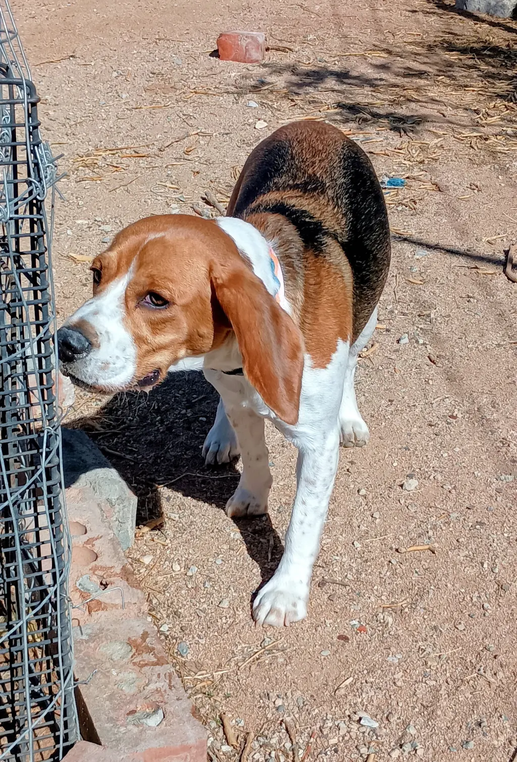 Chanel-ADOPTED 9/30/26