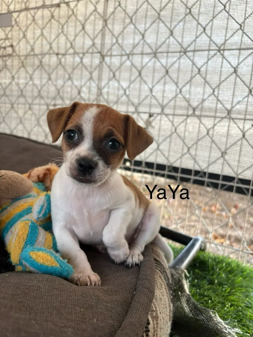 YaYa