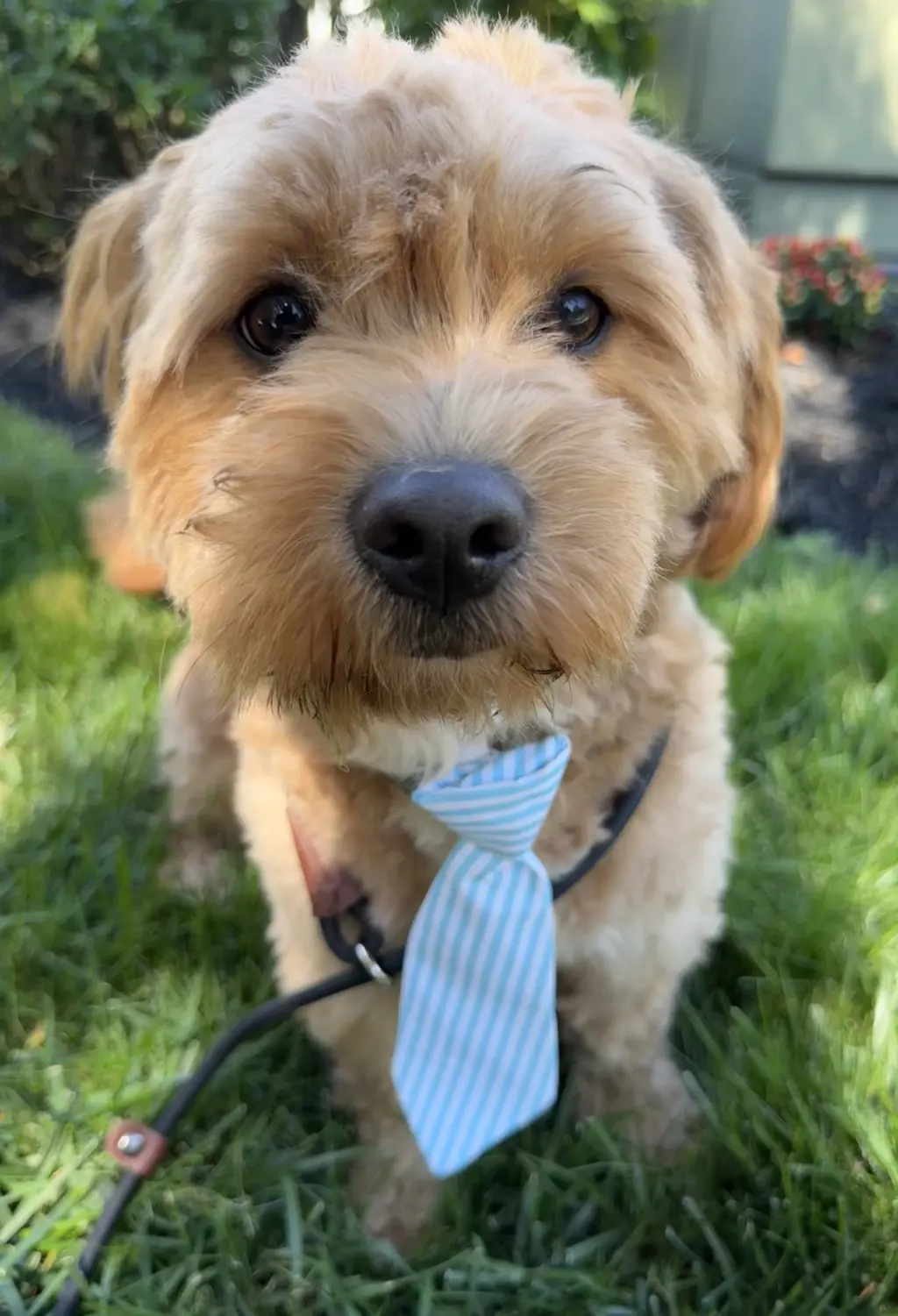Winston
